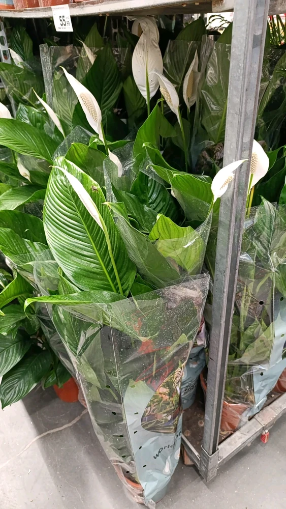 GIF dodany przez Dominik