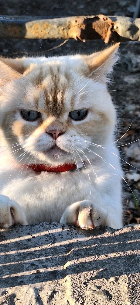 Зображення завантажив Юлія