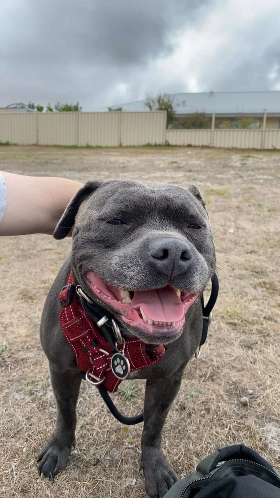 GIF uploaded by Brodie Miller