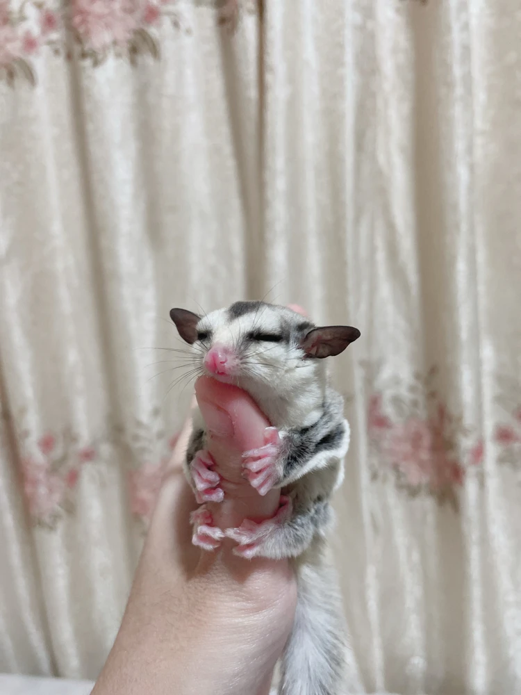 a sugar glider hugging a thumb