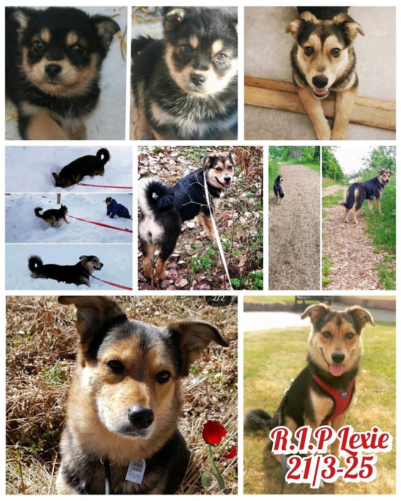 GIF uppladdad av Jennie