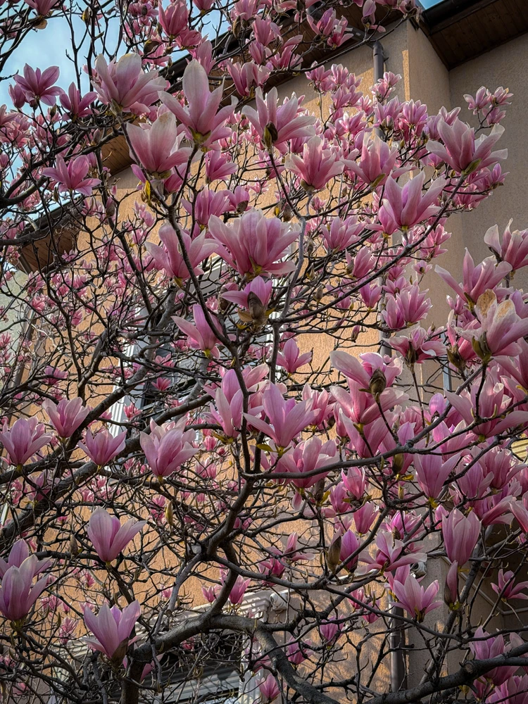 Imagine încărcată de Andrei Grigoras