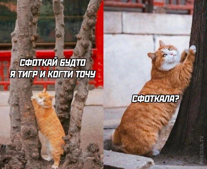 GIF загрузил Casablanca