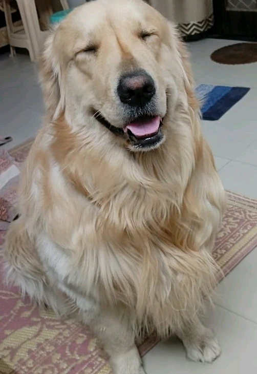 GIF gi-upload ni Dolly