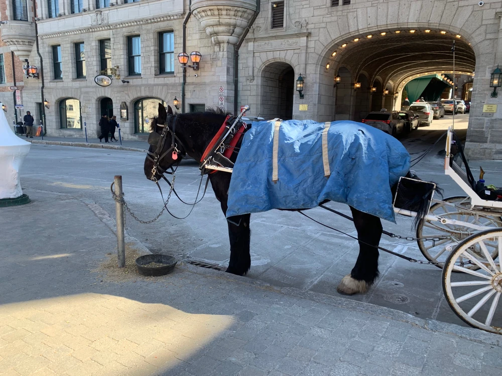I had to capture this guy, doing his job, protecting the castle 🐎 🏰 
