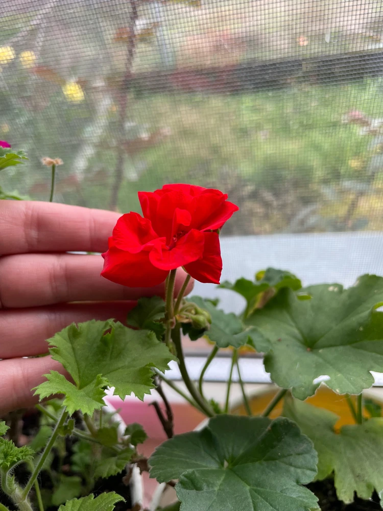 Гіфку завантажив Анастасія