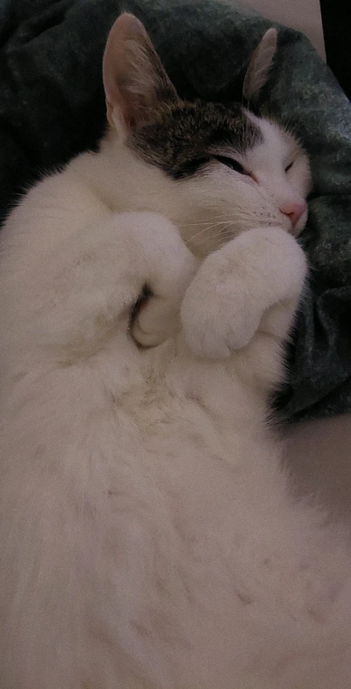 GIF hochgeladen von Tom