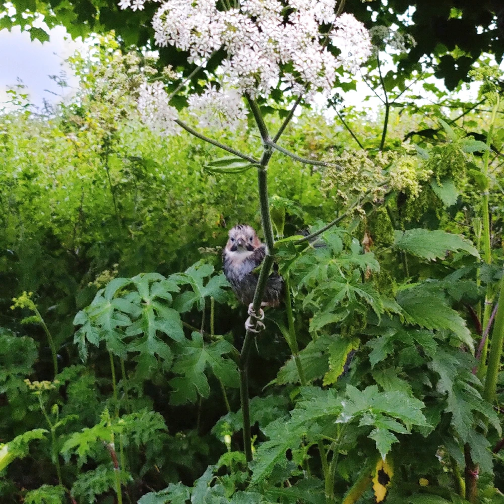 Gambar diunggah dening Sam