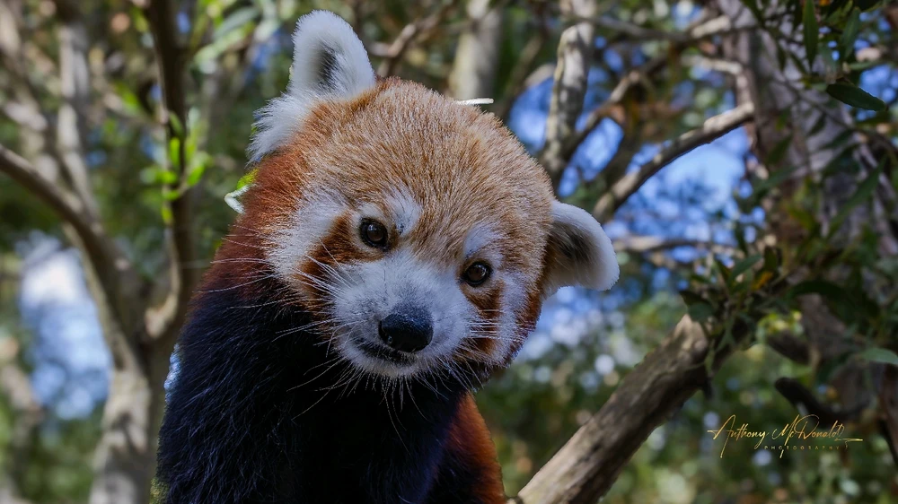 Gambar diunggah dening Anthony