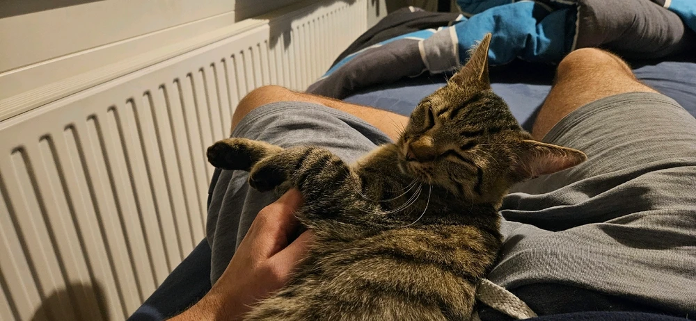 GIF hochgeladen von Tom