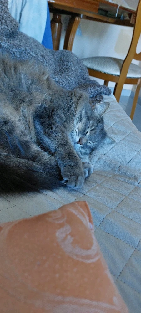 GIF caricata da Nick 🌈 Cagliari