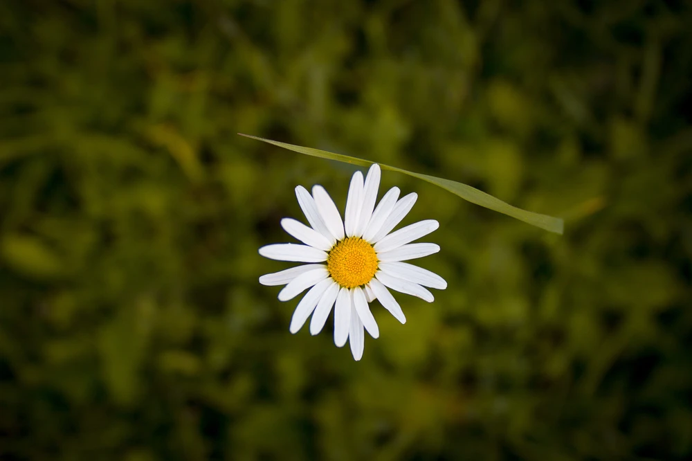 Obrázek nahrál Filip