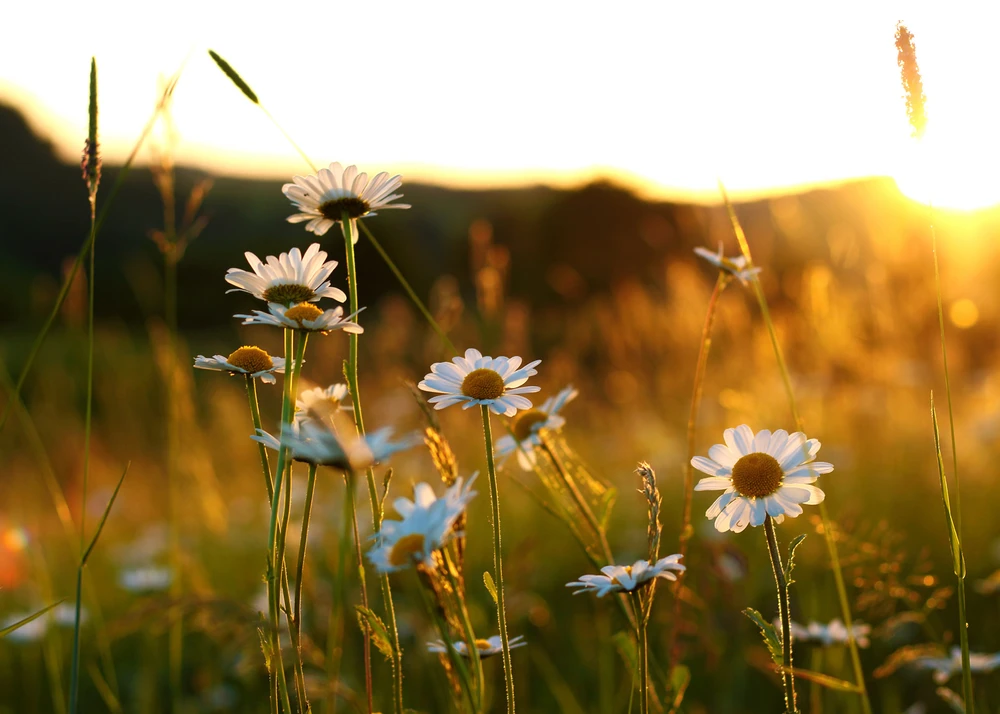 Obrázek nahrál Filip