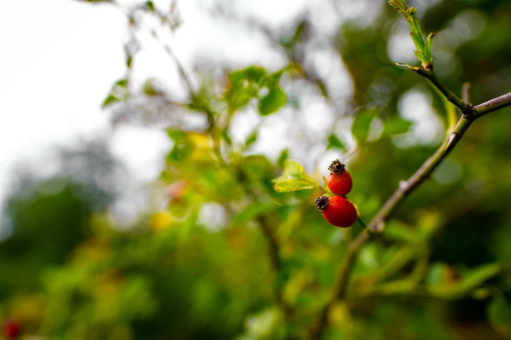 Obrázek nahrál Filip