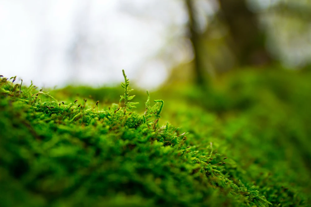 Obrázek nahrál Filip