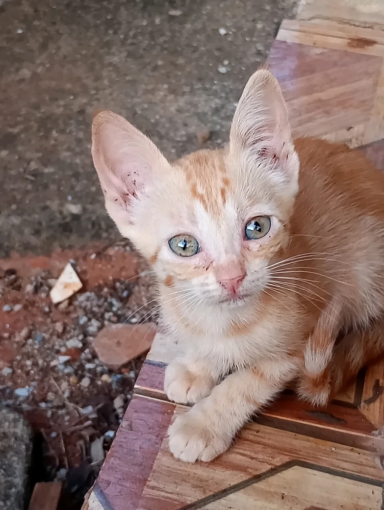 Imagem enviada por Iv