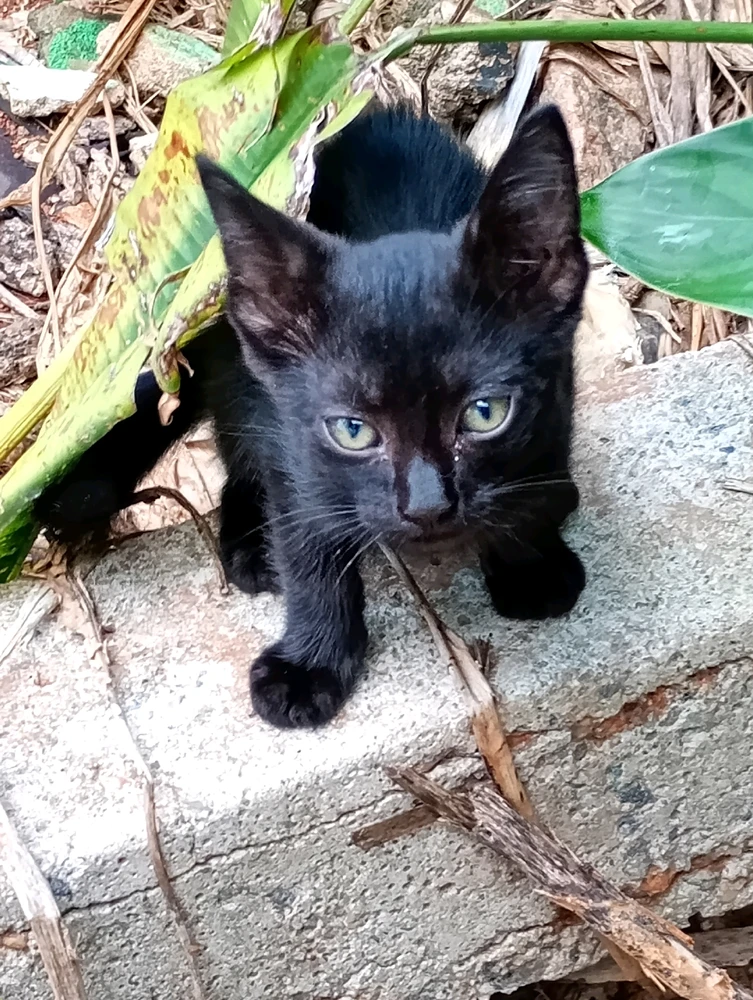 Imagem enviada por Iv