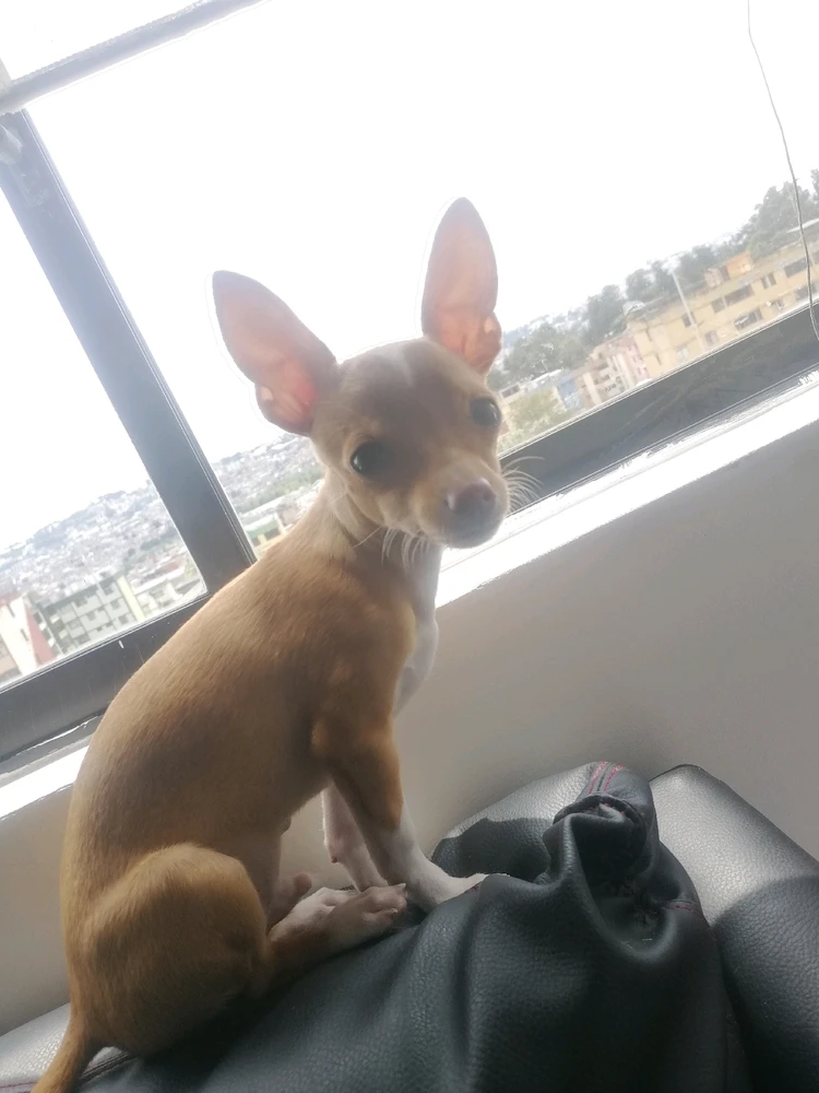 GIF subido por Luis Yepez