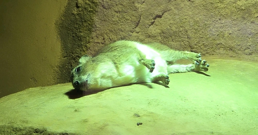 Zdjęcie dodane przez Damian