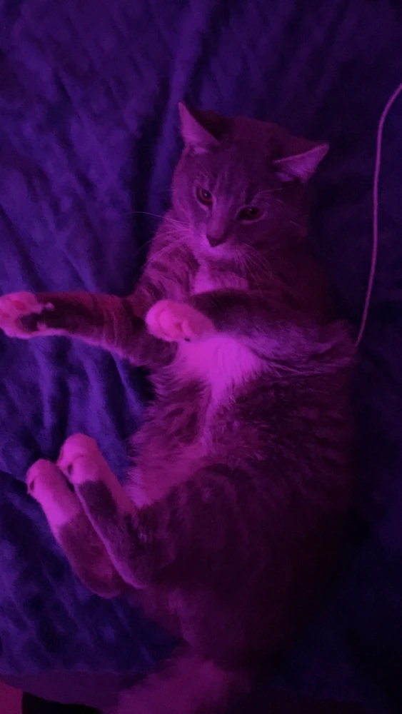 GIF įkėlė Rolandas