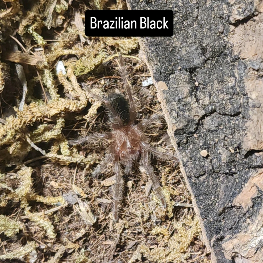 Image uploaded by Tim