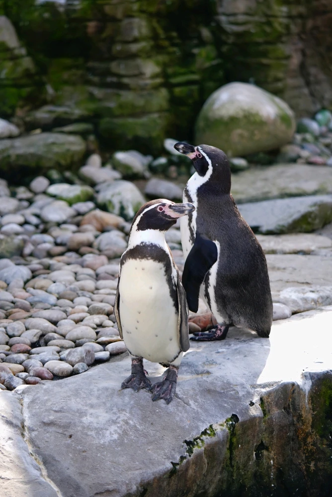 GIF uploaded by Coxy