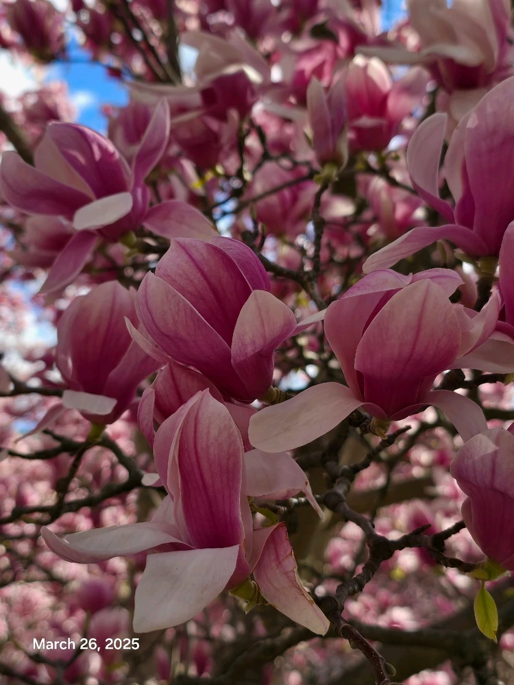 Gambar diunggah dening Tracey