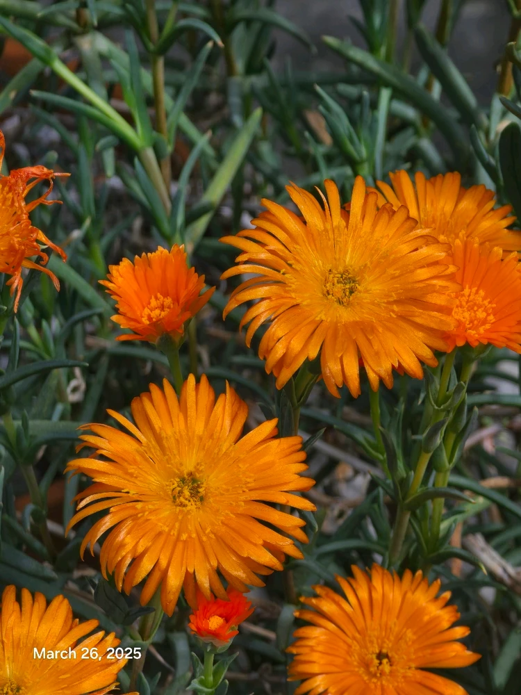 Gambar diunggah dening Tracey