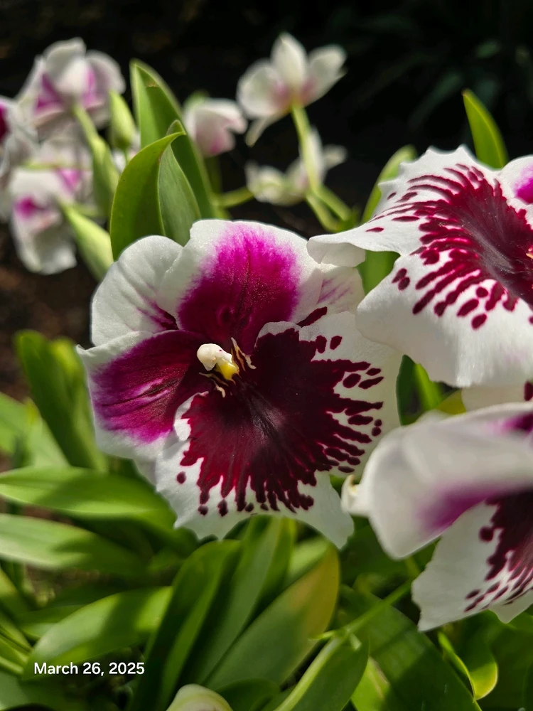 Gambar diunggah dening Tracey