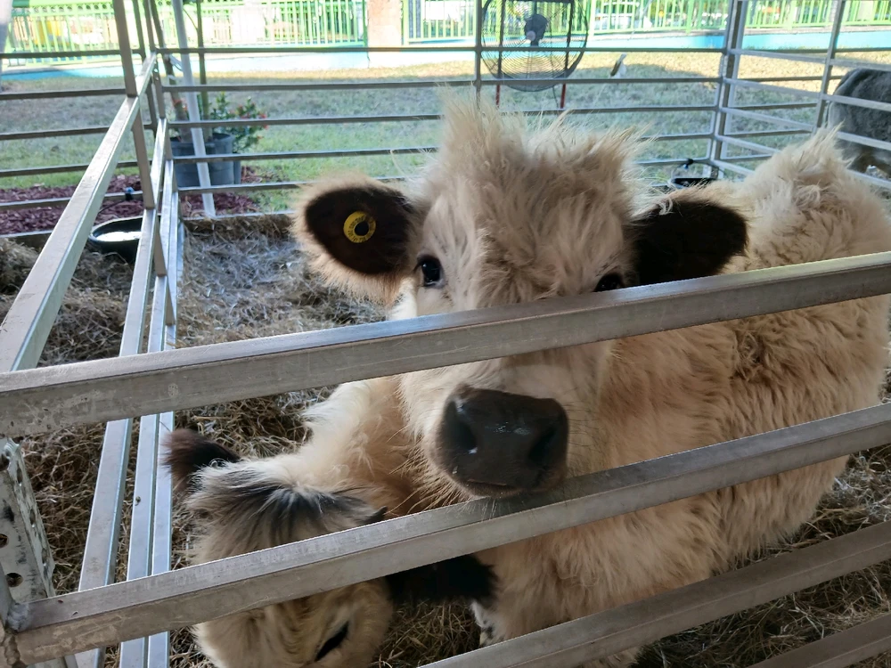 Gambar diunggah dening Tania