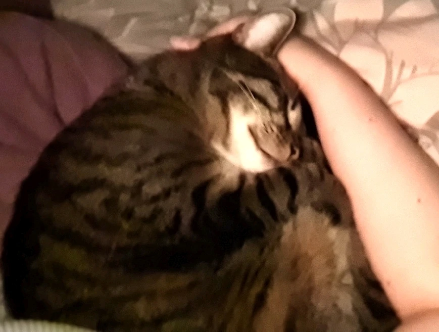 GIF hochgeladen von Louica