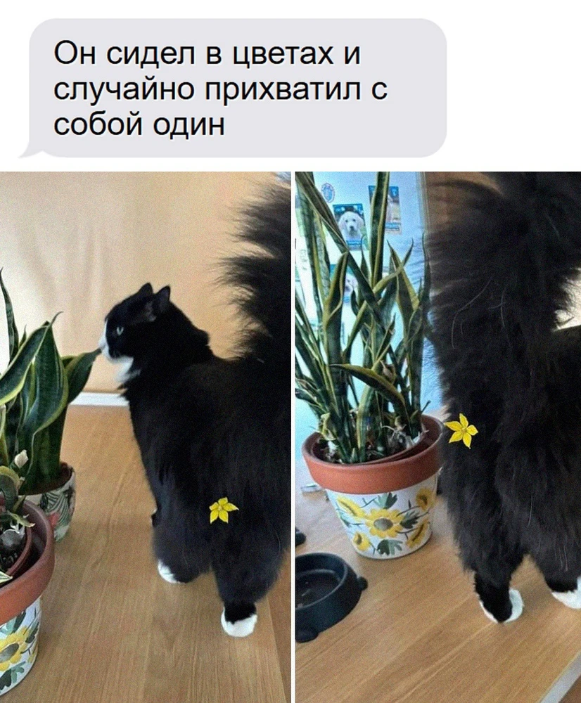 GIF загрузил Casablanca