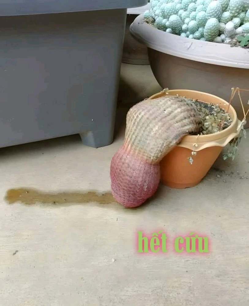 GIF được Imay tải lên