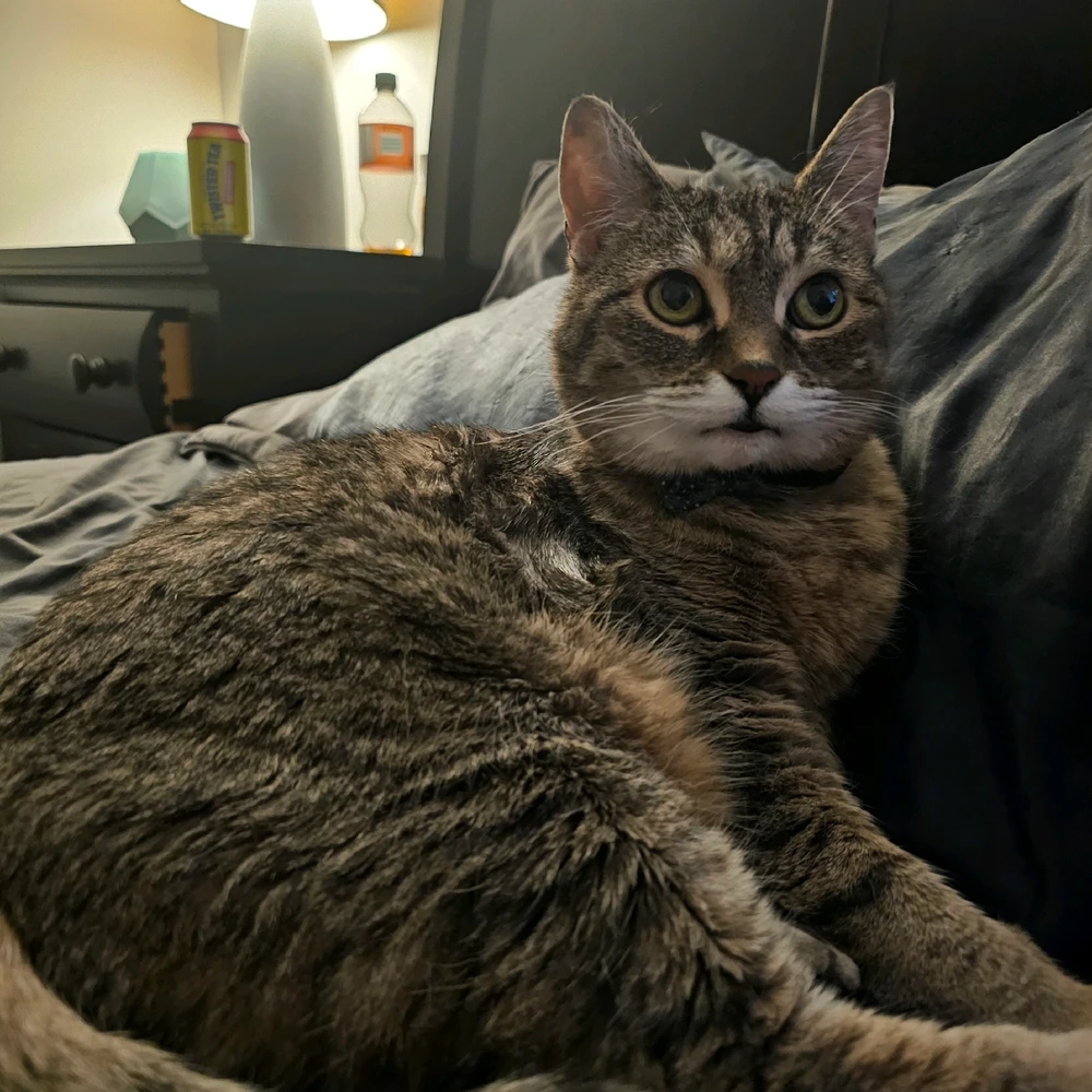 GIF uploaded by Anthony