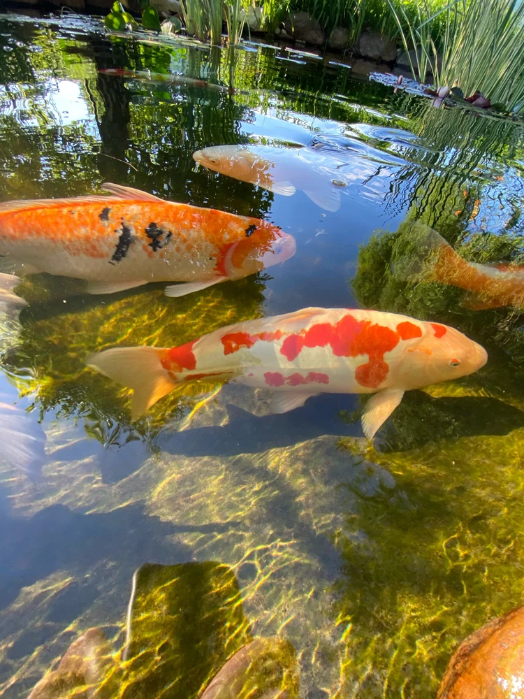 Fotku nahral/-a Michal