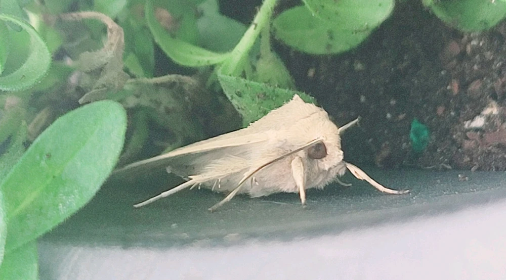 Gambar diunggah dening 𔓎ꑀꌅ꒐ꈵꁲ𔓎 (𖣠ꘘꘘ 𖢧ꛅ𖤢 𖢑ꛎ𖦪𖢉𖤢𖢧)