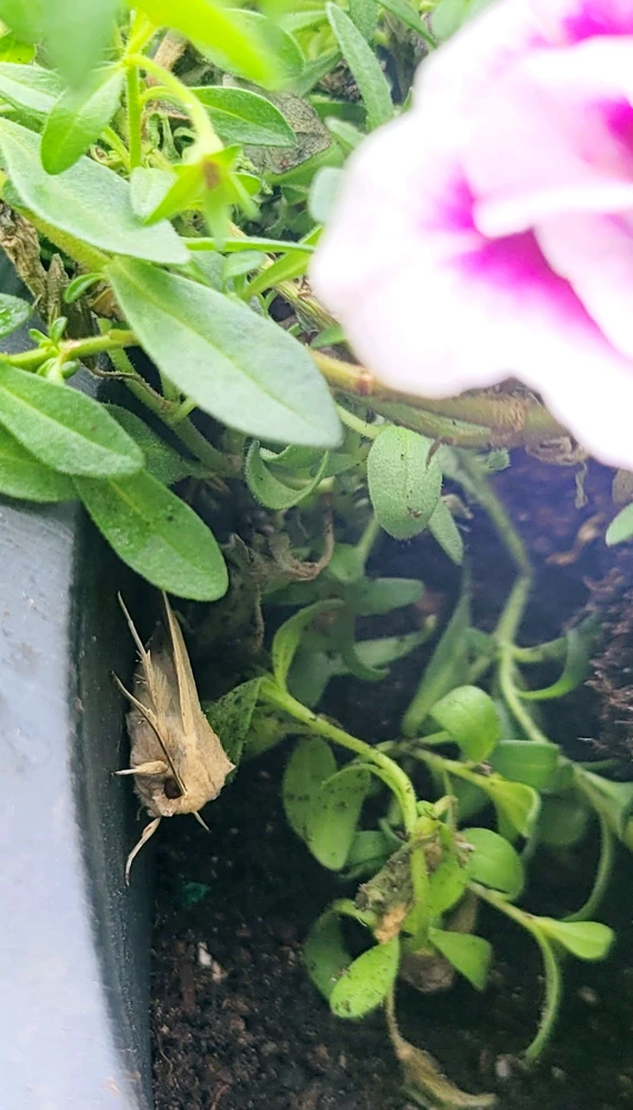 Gambar diunggah dening 𔓎ꑀꌅ꒐ꈵꁲ𔓎 (𖣠ꘘꘘ 𖢧ꛅ𖤢 𖢑ꛎ𖦪𖢉𖤢𖢧)