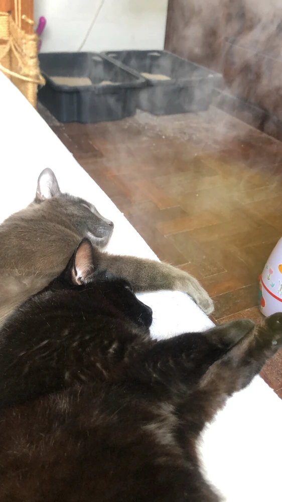 GIF hochgeladen von Pedro