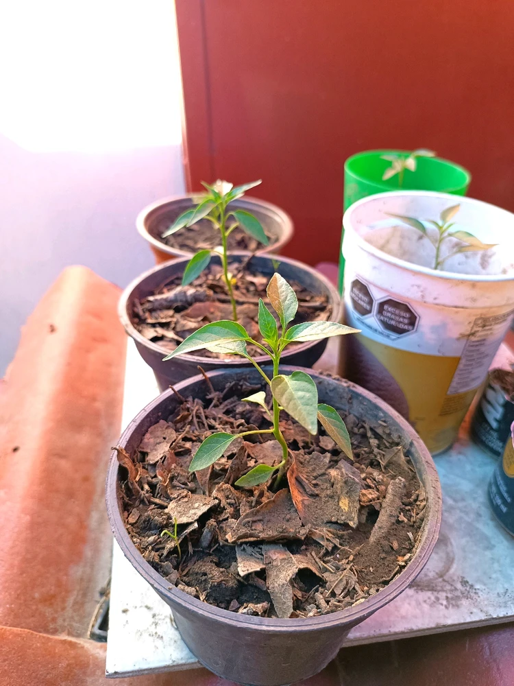 Imagen subida por Francisco