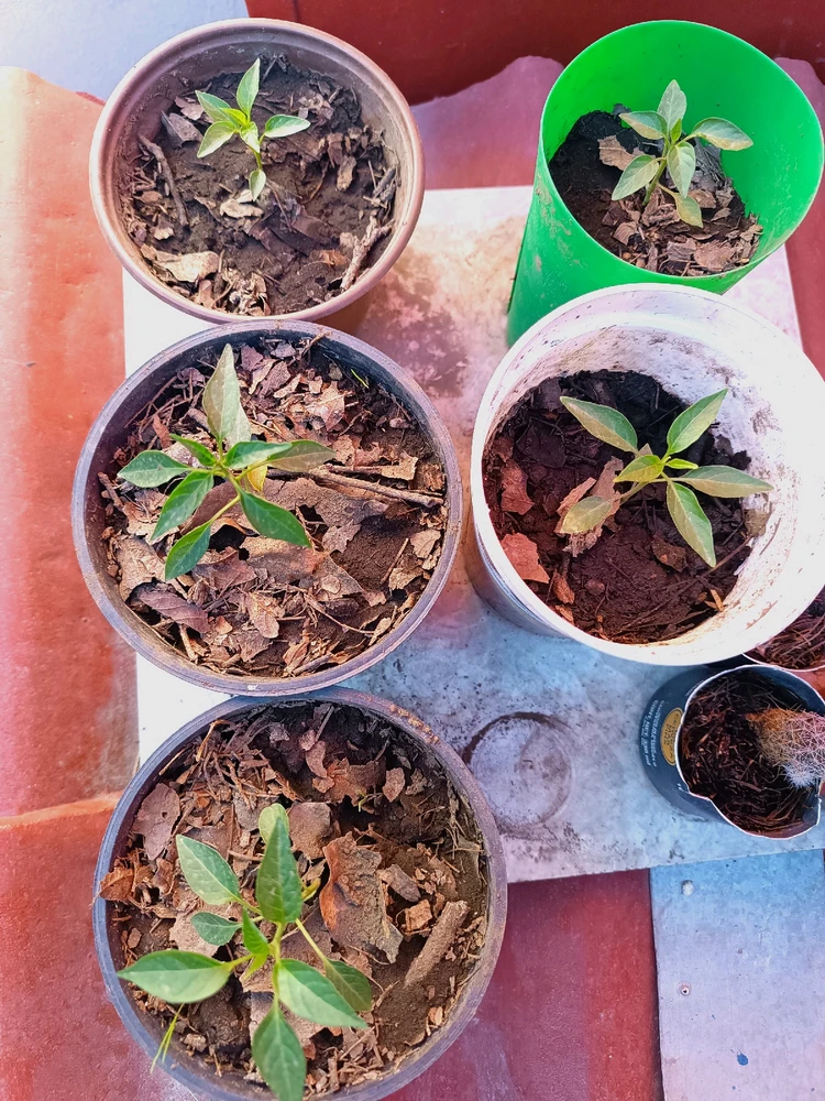 Imagen subida por Francisco