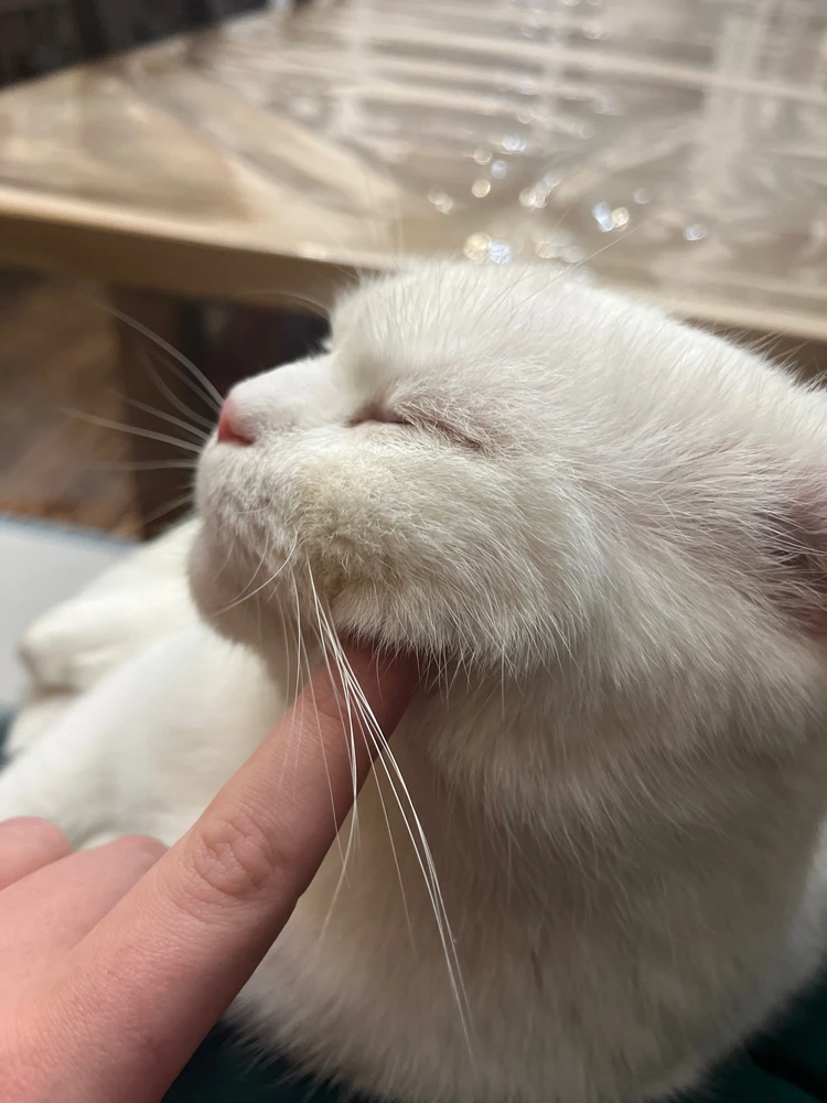 GIF enviado por Luciana Barata