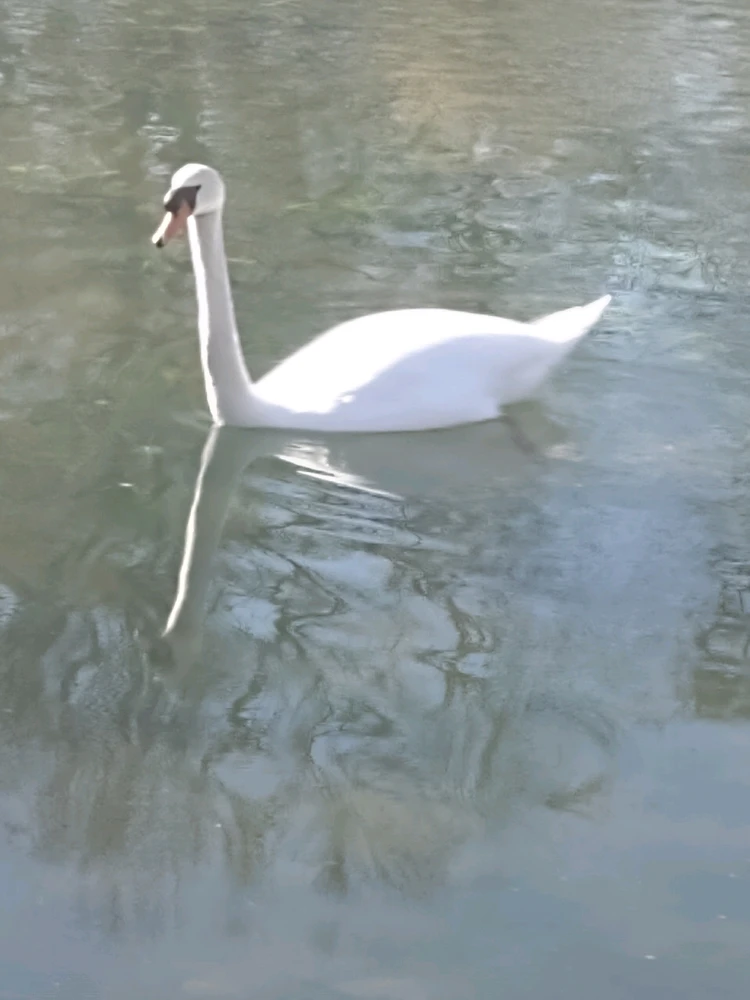 Image ajoutée par Armand