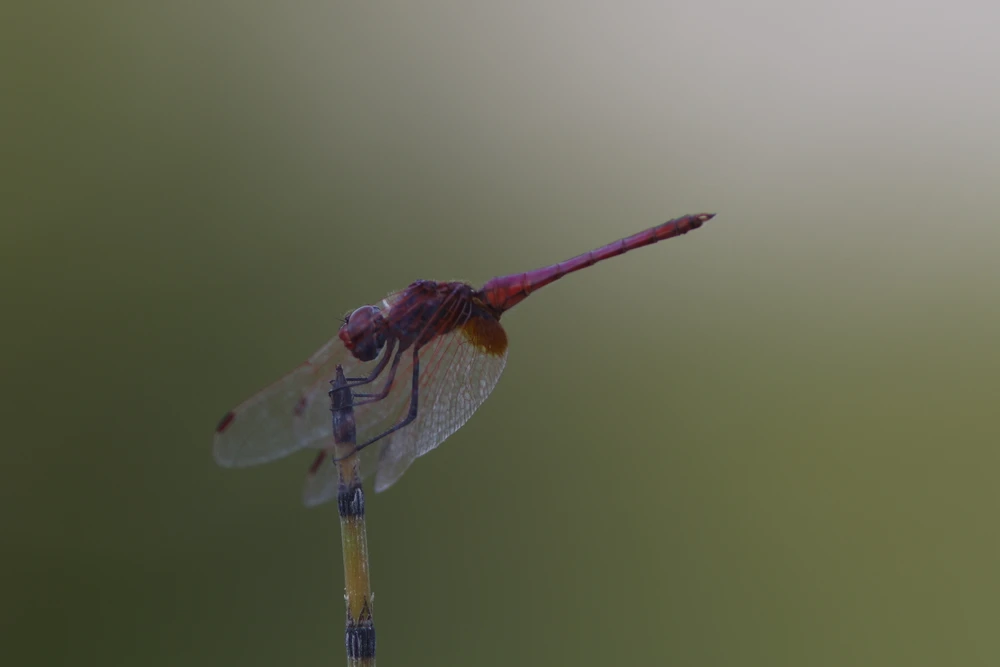 Image uploaded by Barak