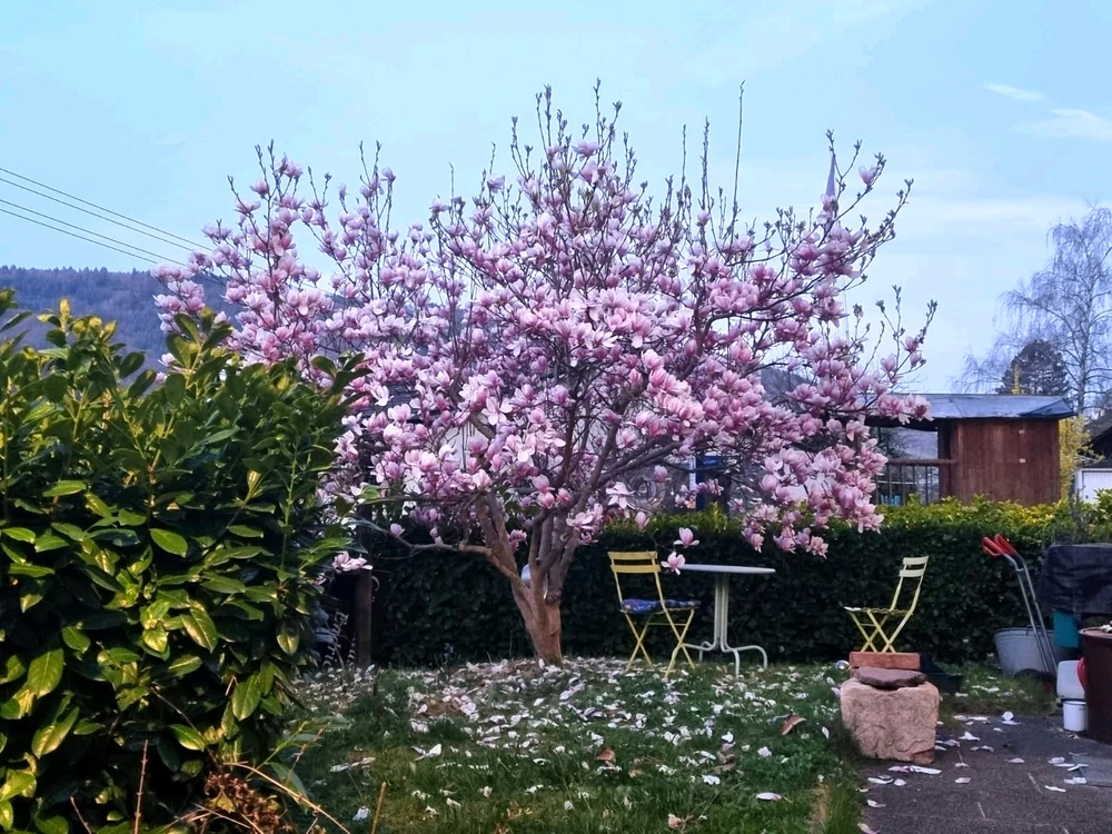 GIF hochgeladen von Mehmet