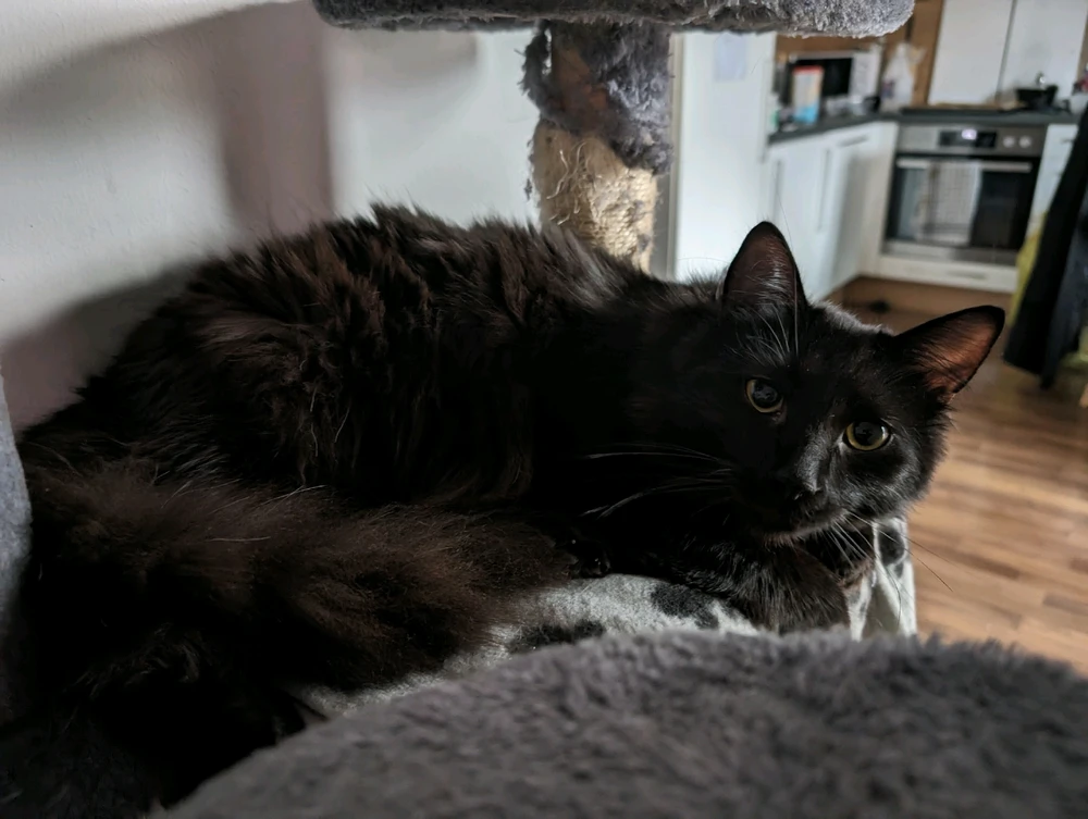 GIF hochgeladen von Tobias