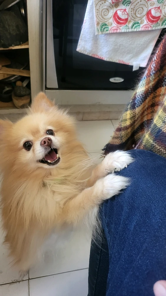 GIF subido por David S