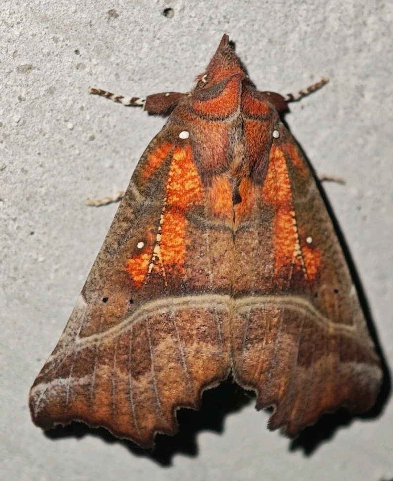 Зображення завантажив Андрій