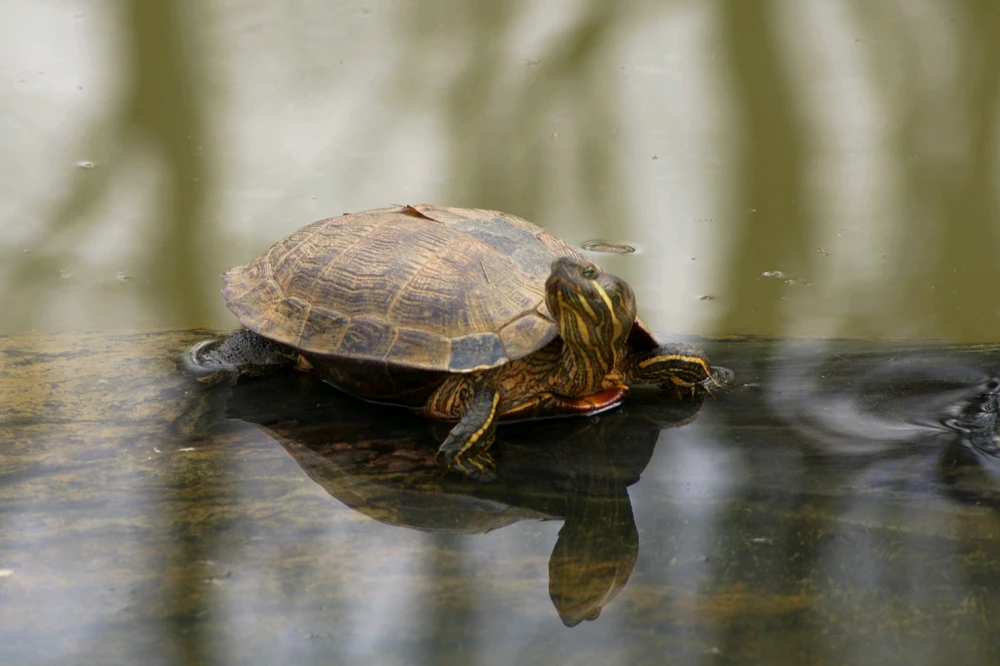 Image uploaded by Veronica