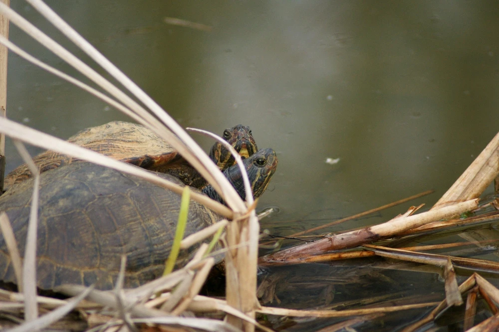 Image uploaded by Veronica