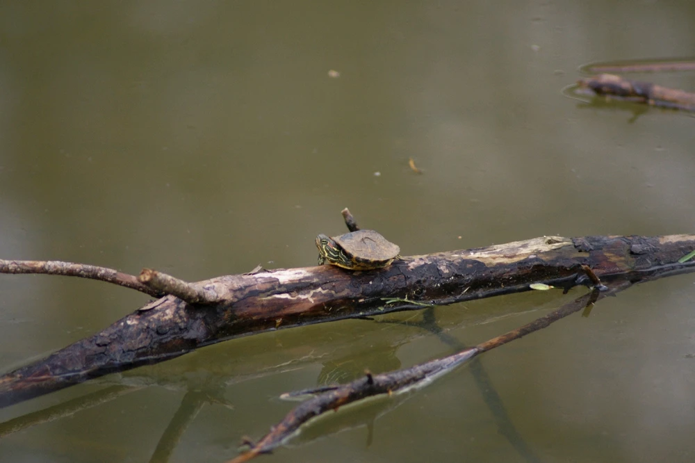 Image uploaded by Veronica